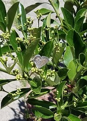 Leptotes marina