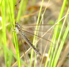 Ascaloptynx appendiculata