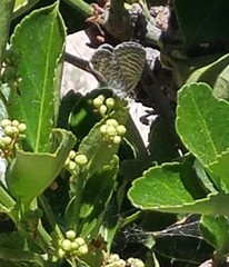 Leptotes marina