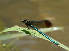 Calopteryx dimidiata