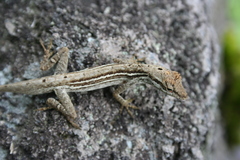 Anolis wellbornae