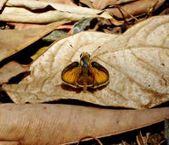 Polites vibex praeceps