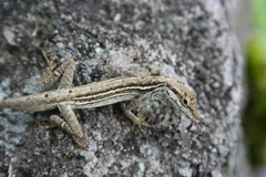 Anolis wellbornae