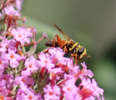 Meromacrus gloriosus