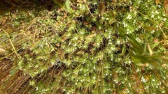 Navarretia intertexta