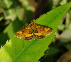 Pyrausta generosa