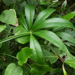 Rubia peregrina