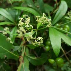 Rubia peregrina