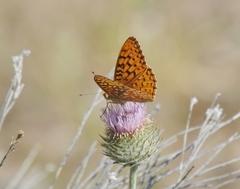 Speyeria coronis semiramis