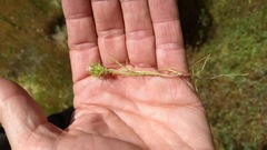 Navarretia intertexta