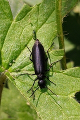 Epicauta subglabra