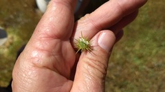 Navarretia intertexta