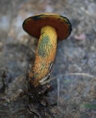 Suillellus luridus