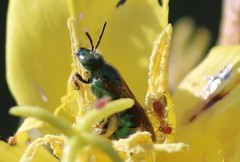 Agapostemon