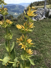 Gentiana lutea lutea