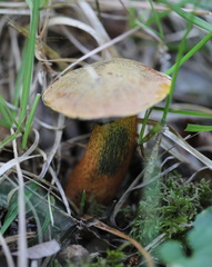 Suillellus luridus