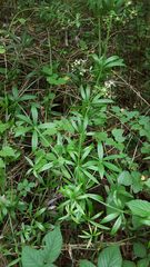 Rubia peregrina