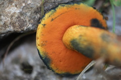 Suillellus luridus