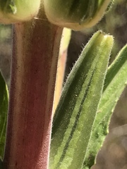 Oenothera elata hirsutissima