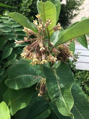 Asclepias syriaca