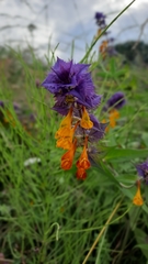 Melampyrum nemorosum