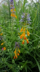 Melampyrum nemorosum