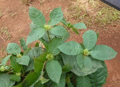 Eumachia