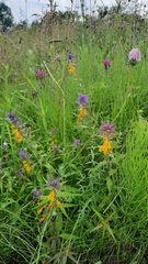 Melampyrum nemorosum