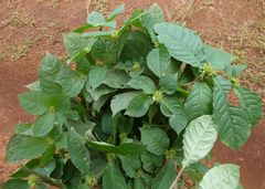 Eumachia