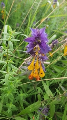 Melampyrum nemorosum