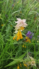 Melampyrum nemorosum