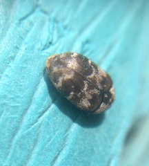 Trogoderma sternale aspericolle