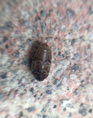 Trogoderma sternale aspericolle