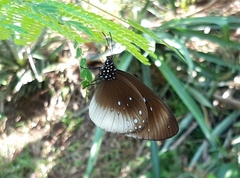Euploea climena