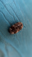 Trogoderma sternale aspericolle