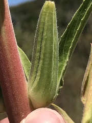 Oenothera elata hirsutissima