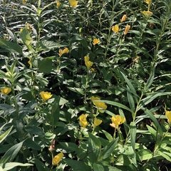 Oenothera pilosella