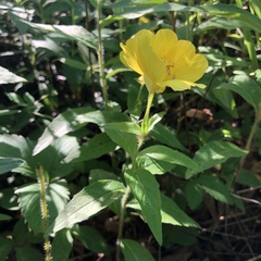 Oenothera pilosella