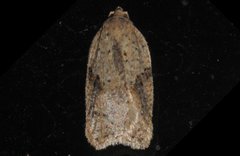 Acleris cornana