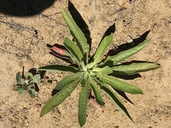 Oenothera elata hirsutissima