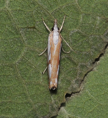 Catoptria permutatellus