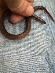 Carphophis amoenus amoenus