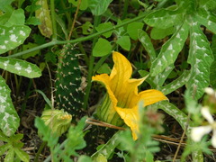 Cucurbita pedatifolia