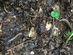 Carphophis amoenus amoenus