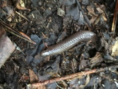 Carphophis amoenus amoenus