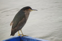 Nycticorax nycticorax obscurus