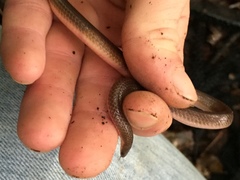 Carphophis amoenus amoenus