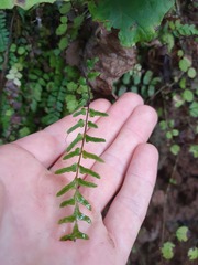 Blechnum molle