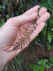 Blechnum molle