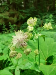 Astrantia